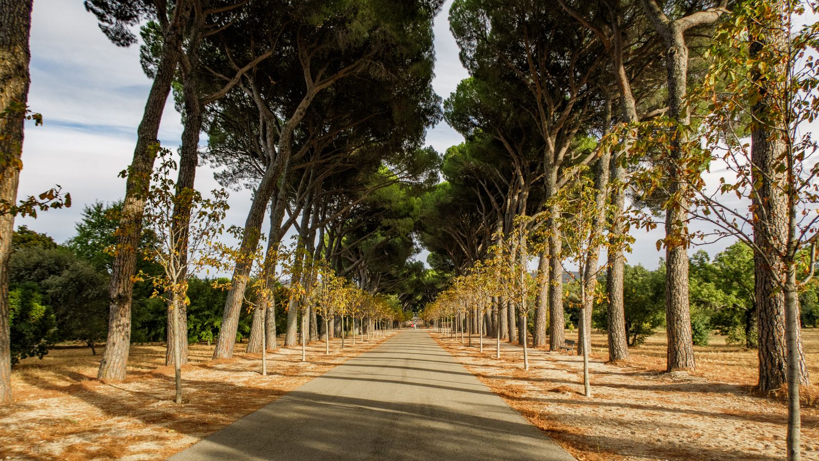 Carrera Solidaria Ruta 091 Madrid — Policía Nacional, Casa de Campo, 18 de octubre de 2026