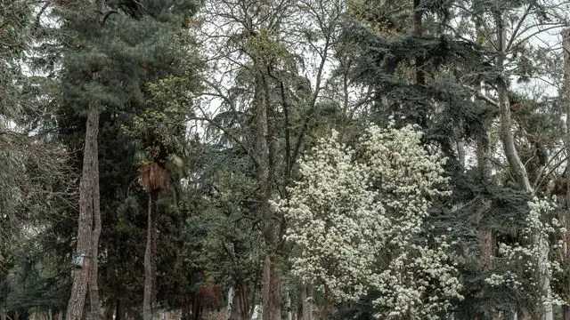 Running groups in Madrid