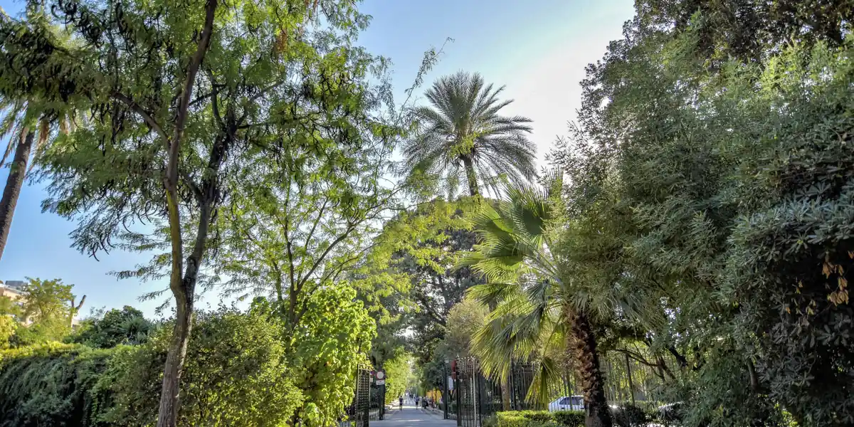 Imagen ambiental: paseo arbolado con palmeras en un parque de Sevilla