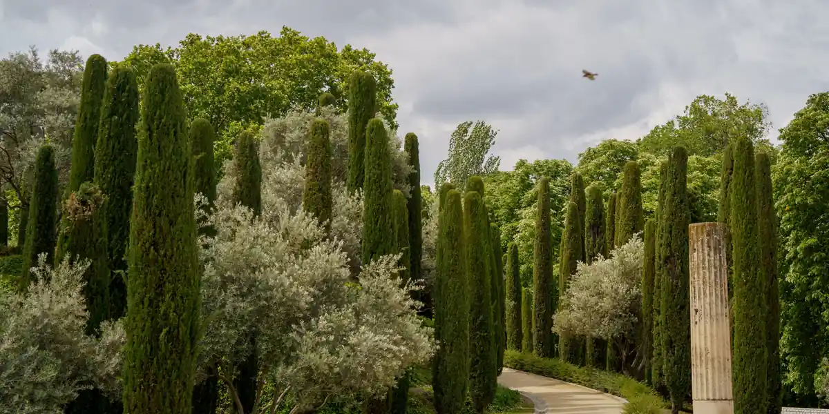 Imagen ambiental: camino arbolado con cipreses en un parque de Madrid