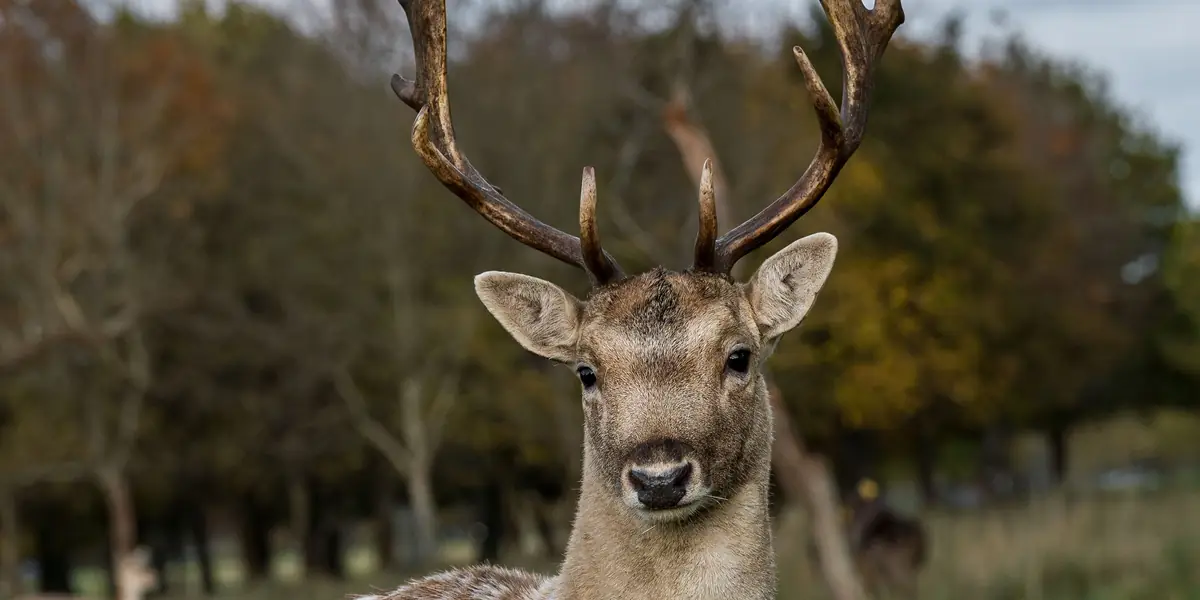 Ciervo en Phoenix Park, Dublín