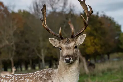 Ciervo en Phoenix Park, Dubl&iacute;n